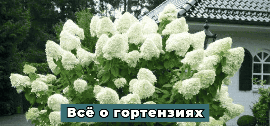 Вы сейчас просматриваете Все, что нужно знать о гортензиях.