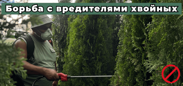 Подробнее о статье Вредители хвойных деревьев на участках: виды, методы борьбы и профилактика.