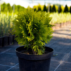 Туя западная «Мириам» (Thuja occidentalis Mirjam)