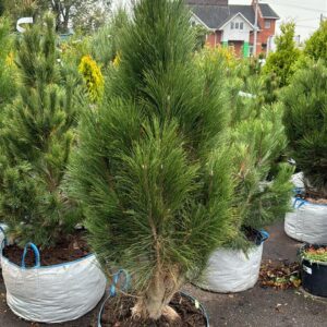 Сосна черная Пирамидалис — Pinus nigra «Pyramidalis»