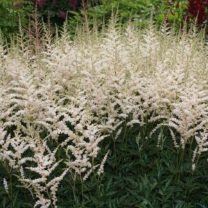 Астильба простолистная «Дарвинс Сноу Спрайт» (Astilbe simplicifolia «Darwin’s Snow Sprite»)