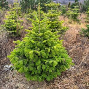 Пихта Нордмана (Abies nordmanniana)