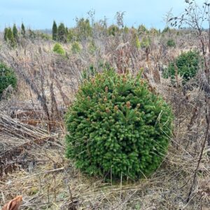 Ель сербская Карел (Picea omorika Karel)