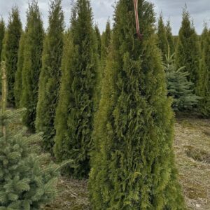 Туя западная «Смарагд» (Thuja occidentalis Smaragd)