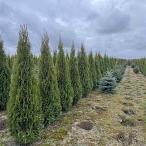 Туя западная «Смарагд» (Thuja occidentalis Smaragd)