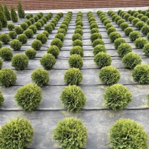 Туя западная «Даника» (Thuja occidentalis Danica)