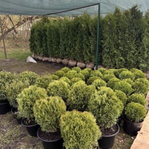 Туя западная «Даника» (Thuja occidentalis Danica)