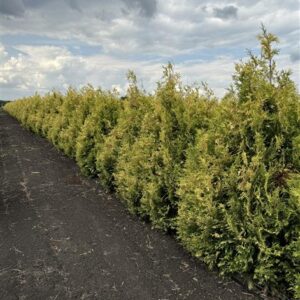 Туя западная Еллоу Риббон