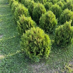 Туя западная «Тип Топ» (Thuja occidentalis Tip Top)