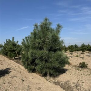 Сосна гималайская (Pinus wallichiana)