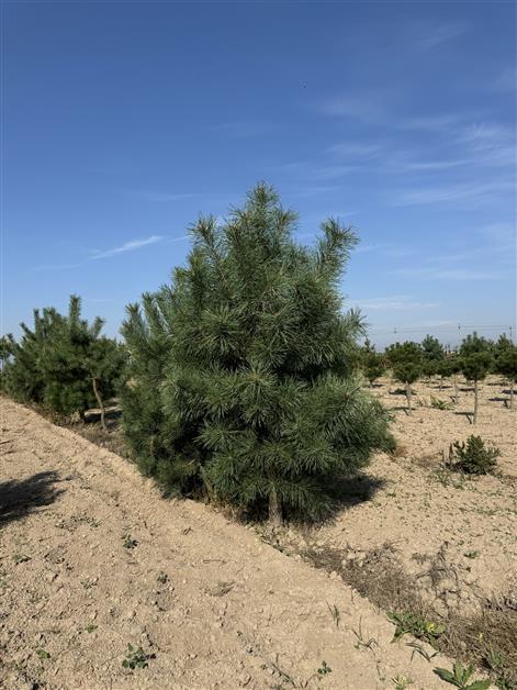 Сосна гималайская (Pinus wallichiana)