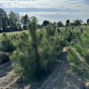 Сосна черная (Pinus nigra)