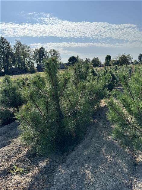 Сосна черная (Pinus nigra)