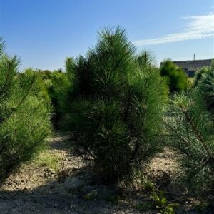 Сосна черная Пирамидалис — Pinus nigra «Pyramidalis»