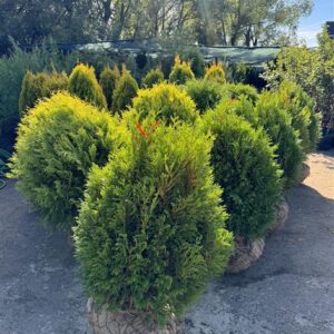 Туя западная «Тип Топ» (Thuja occidentalis Tip Top)