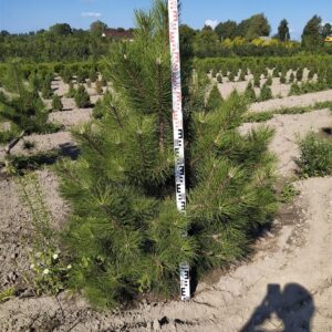 Сосна Унцината (Pinus uncinata)