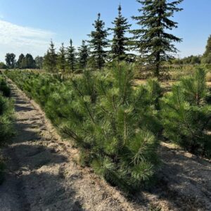 Сосна черная (Pinus nigra)