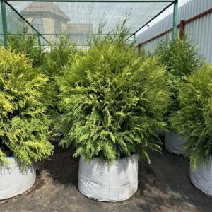 Туя западная «Голден Глоб» (Thuja occidentalis Golden Globe)