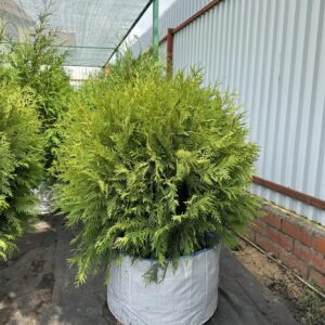 Туя западная «Голден Глоб» (Thuja occidentalis Golden Globe)