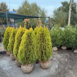 Туя западная «Голден Смарагд» (Thuja occidentalis Golden Smaragd)