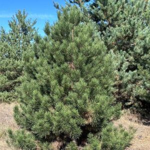 Сосна обыкновенная (Pinus sylvestris)