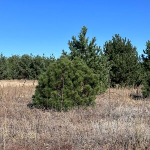 Сосна обыкновенная (Pinus sylvestris)