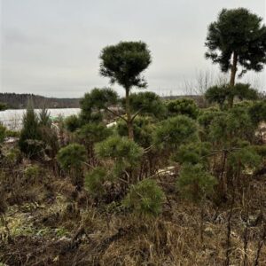 Сосна сформированная Бонсай