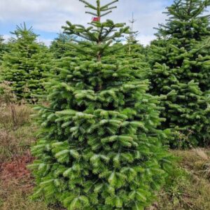 Пихта Нордмана (Abies nordmanniana)