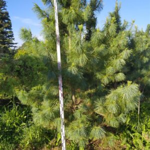 Сосна гималайская (Pinus wallichiana)