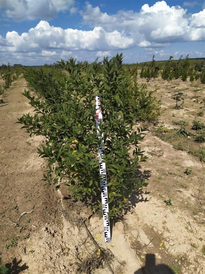 Бересклет европейский (Euonymus europaeus)
