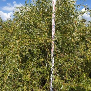 Ива Матсудана (Salix matsudana)