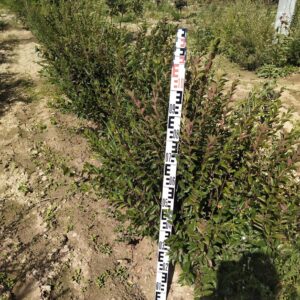 Кизильник блестящий 1м