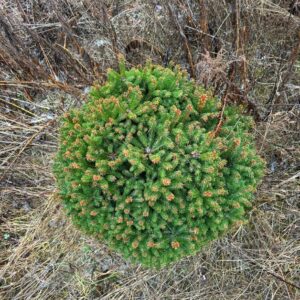Ель сербская Карел (Picea omorika Karel)