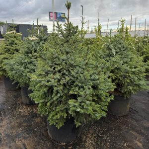 Ель сербская «Нана» (Picea omorika ‘Nana’)