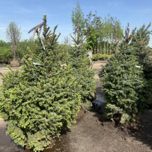 Ель сербская «Нана» (Picea omorika ‘Nana’)