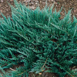 Можжевельник горизонтальный «Блю Чип» (Juniperus horizontalis «Blue Chip»)