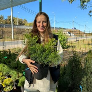 Можжевельник средний «Минт Джулеп» (Juniperus × media Mint Julep)