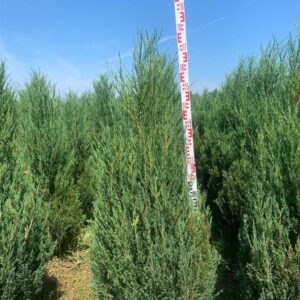 Можжевельник обыкновенный «Суецика» (Juniperus communis Suecica)