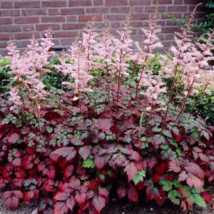 Астильба китайская «Колор Флэш» (Astilbe chinensis «Color Flash»)