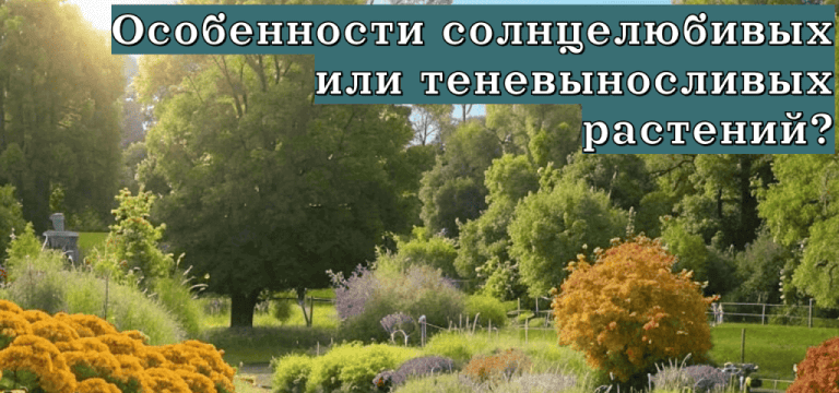 Подробнее о статье В чём особенности солнцелюбивых или теневыносливых растений?