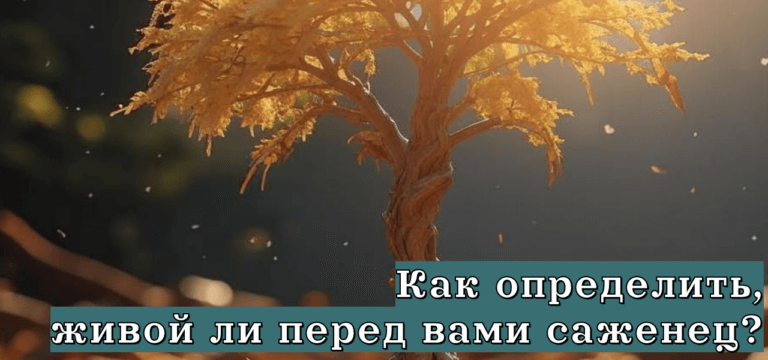 Подробнее о статье Как определить, живой ли перед вами саженец?