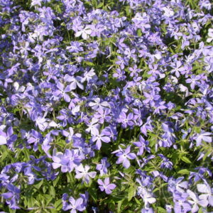 Флокс растопыренный «Клаудс оф Пефьюм» (Phlox divaricata «Clouds of Perfume»)