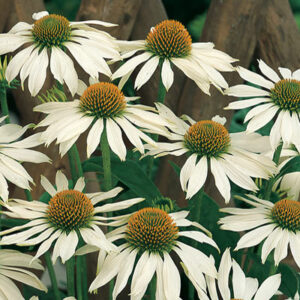 Эхинацея пурпурная «Примадонна Уайт» (Echinacea purpurea «Primadonna White»)