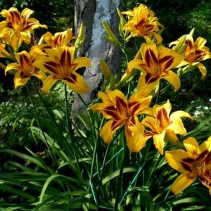 Лилейник «Бонанза» (Hemerocallis «Bonanza»)