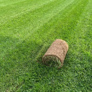 Элитный газон высшего сорта