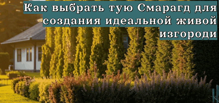Подробнее о статье Как выбрать тую Смарагд для создания идеальной живой изгороди