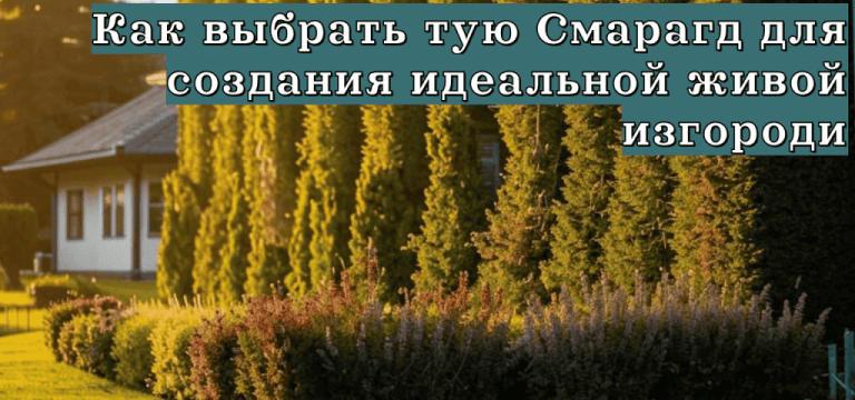 Подробнее о статье Как выбрать тую Смарагд для создания идеальной живой изгороди