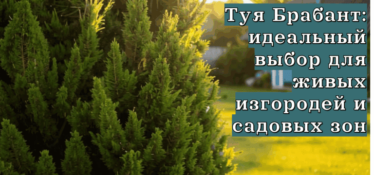 Подробнее о статье Туя Брабант: идеальный выбор для живых изгородей и садовых зон