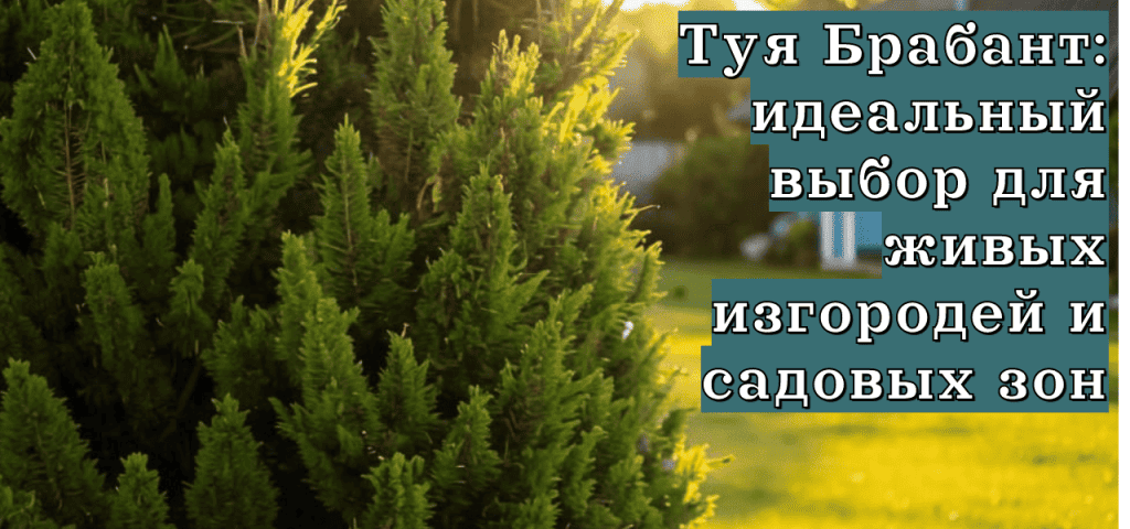 Подробнее о статье Туя Брабант: идеальный выбор для живых изгородей и садовых зон