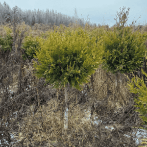 Туя ШАР на штамбе (Thuja occidentalis (ball form, on standard))